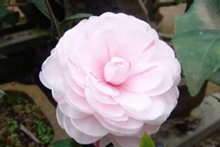 茶花施什么肥料最好