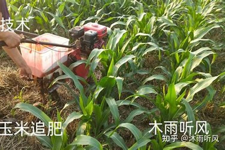 玉米什么时候追施肥最好