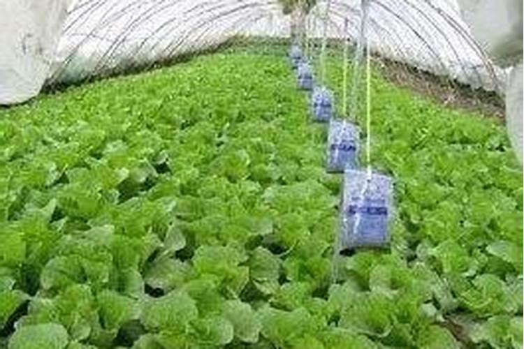 二氧化碳能做气体的肥料吗