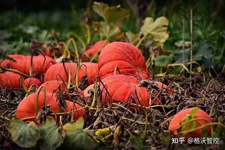 菜籽油枯发酵液可做叶面肥吗？