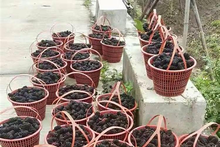 果树上什么肥料最好 果树专用肥有哪几种