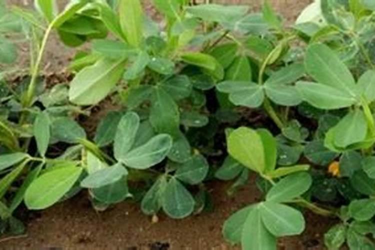 打完除草剂几天可以打营养药