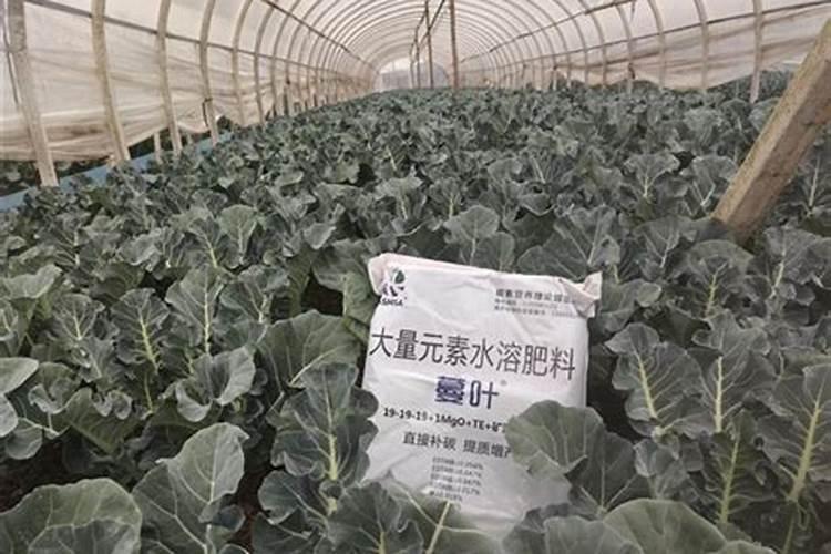 怎么选择一款好的水溶肥