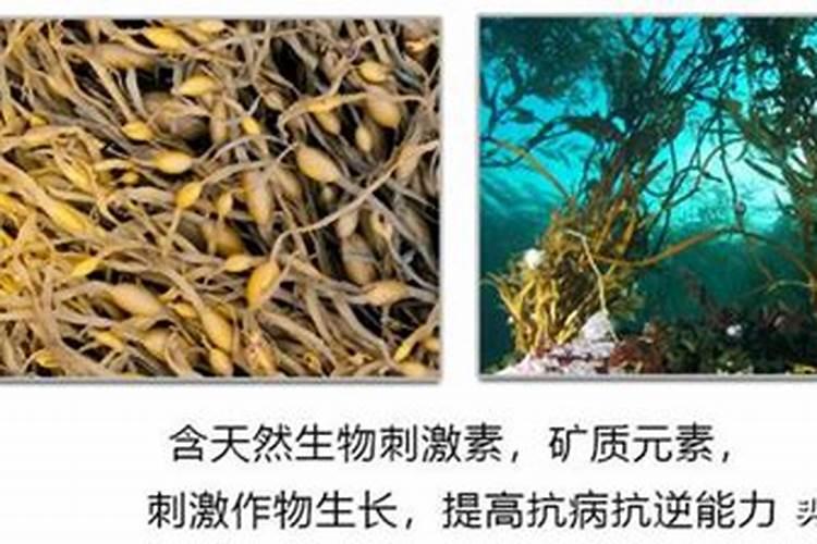小麦施什么肥最好