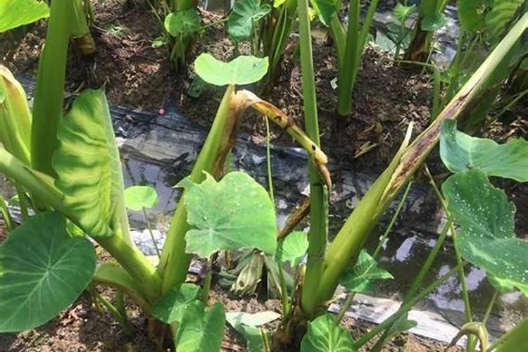 芋头追肥用什么肥料好
