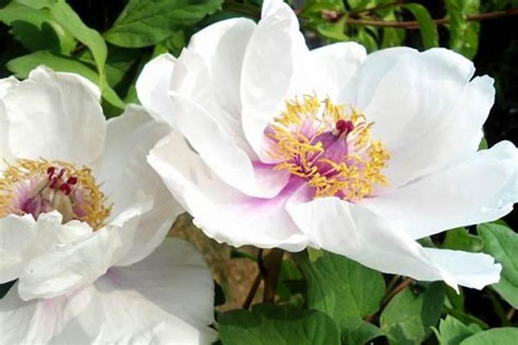 牡丹施肥用什么肥料合适 种植牡丹花四大高效肥料