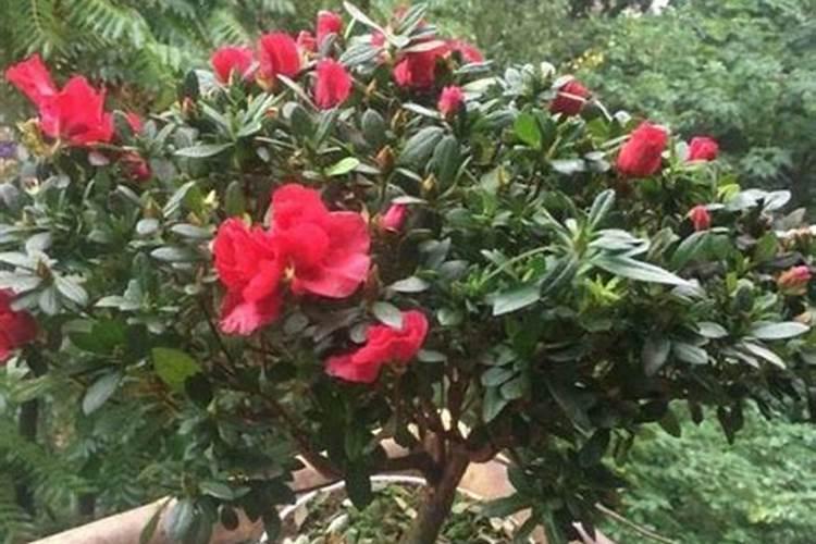 杜鹃花可以用矿源黄腐酸钾吗？