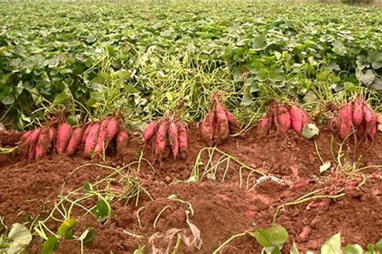 种红薯用哪种肥料做底肥