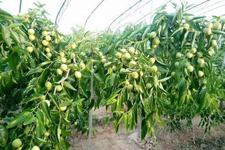 冬枣树施肥的最佳时间