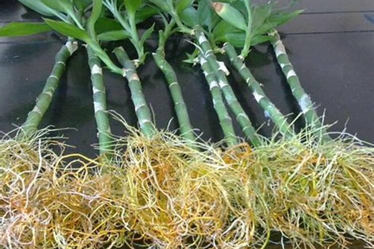 苹果从套袋到下袋,究竟用几次水溶肥最好？