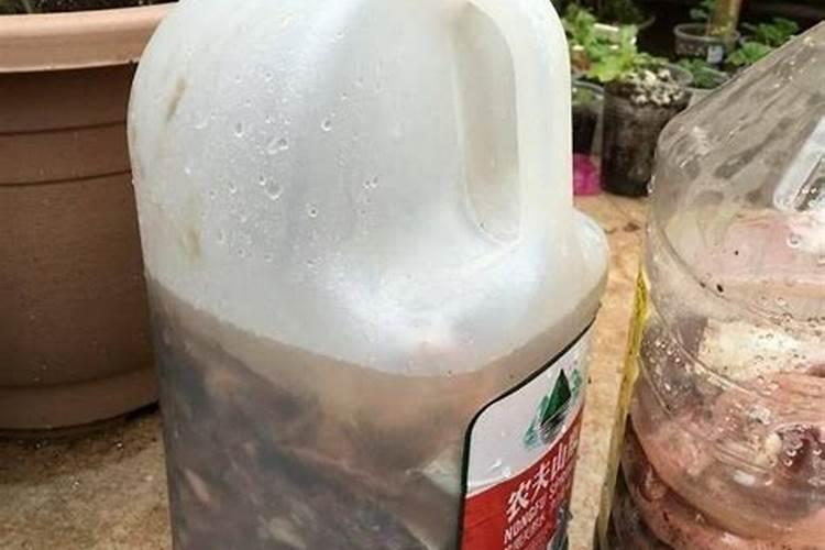 西瓜苗期用什么叶面肥