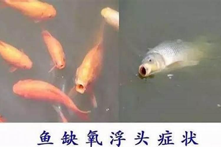 鱼塘撒化肥有什么作用