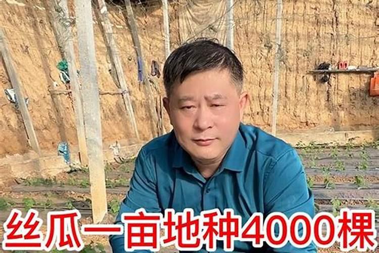 丝瓜用什么肥料产量高 挂果后施什么肥料
