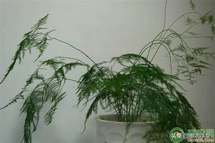 黄杨盆景怎样过冬？