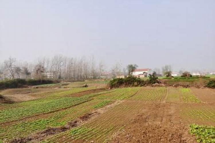 油菜什么时候种最合适？