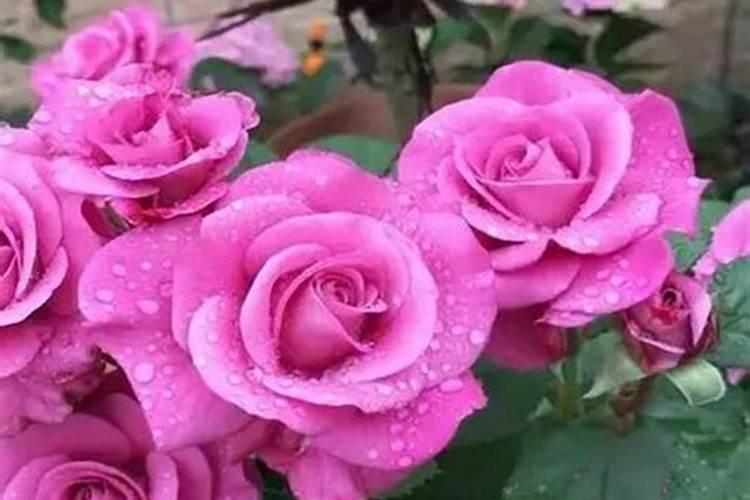 长寿花催花用什么肥料