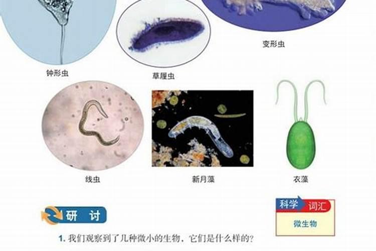 请教如何正确给鱼缸添加微量元素