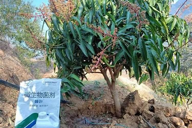 水溶肥是什么肥料 水溶性肥料的优缺点有哪些