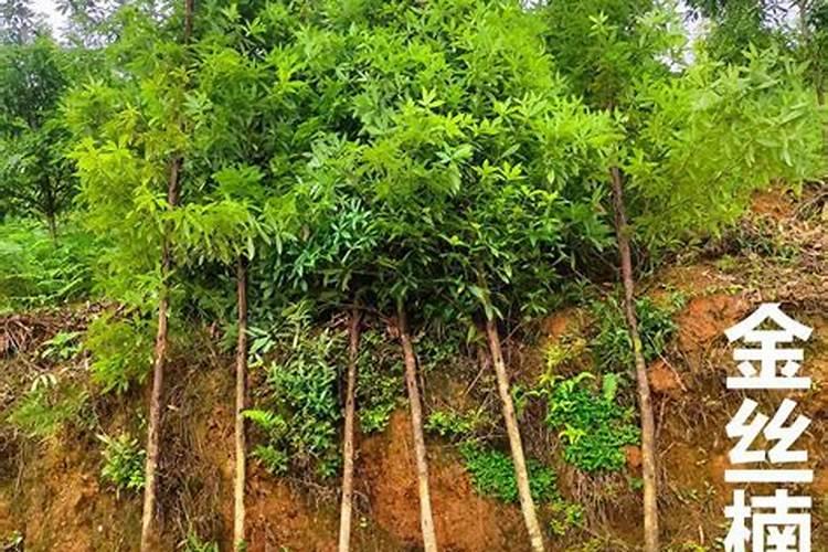 如何种植软枝油茶树