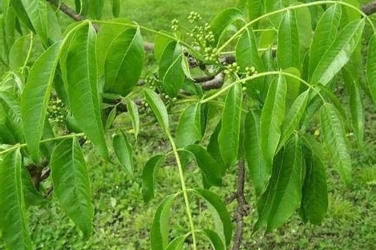 百香果亩产量一般多少斤,附种植方法