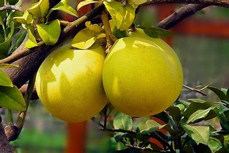 西红柿的种植用什么肥料好