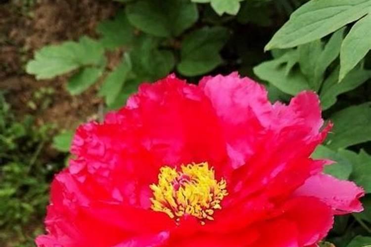 菊花施肥用什么肥料利于开花 种菊花上什么肥最好