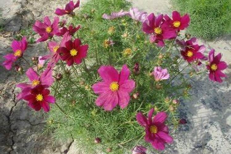 桂花施肥用什么肥料