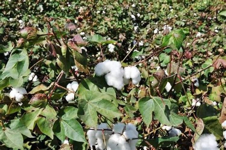 新疆棉花底肥施用用量