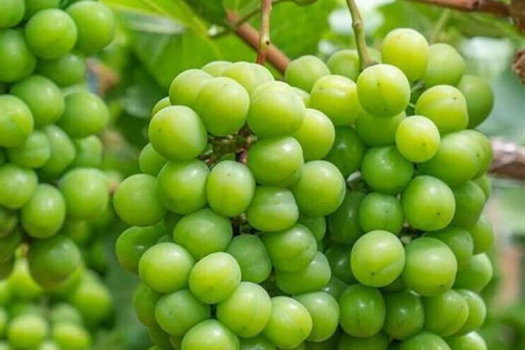 葡萄什么时间用磷酸二氢钾