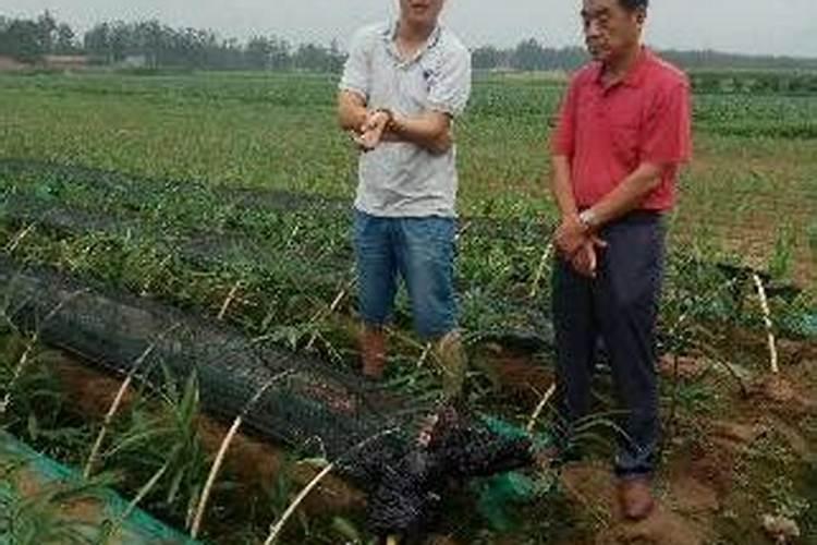 大姜喜欢什么肥料？