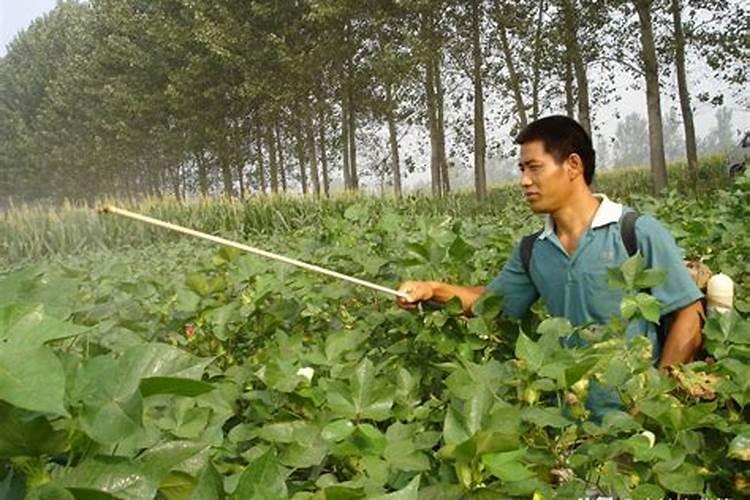 棉花高度一米四怎么施肥