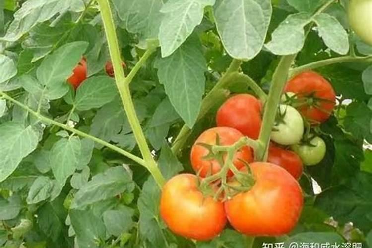 磷肥养花的作用及使用方法