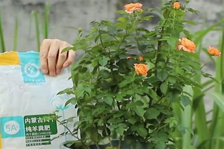 磷肥用于哪些花