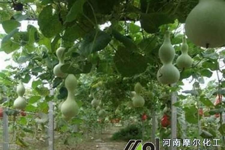 葫芦生长如何施肥