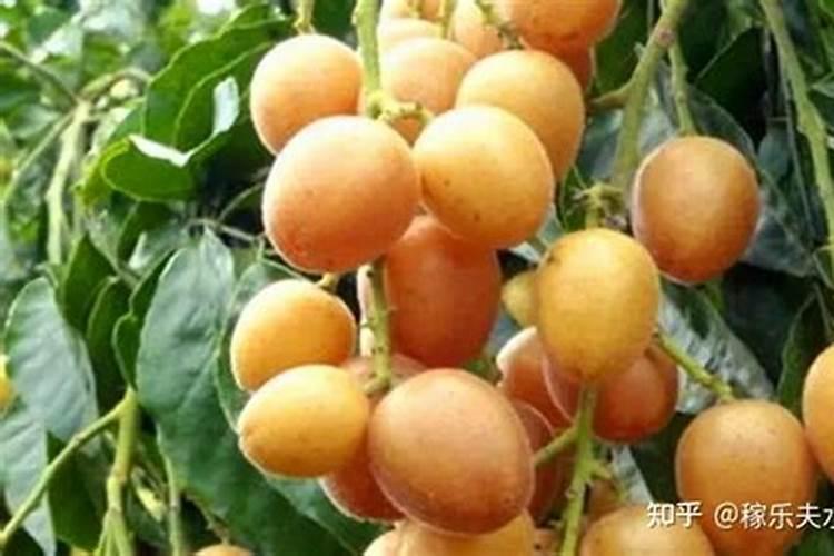 水溶肥好还是复合肥好