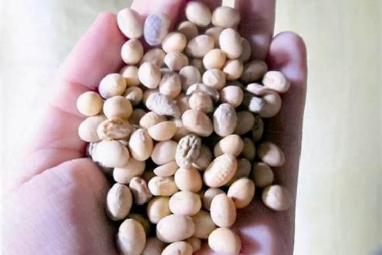 黄豆直接埋入花盆做花肥,靠谱吗？会有什么危害？