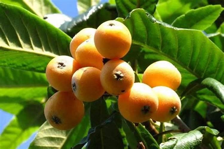 杜鹃花(杜鹃花科 杜鹃花属)栽培技术是怎么样的？