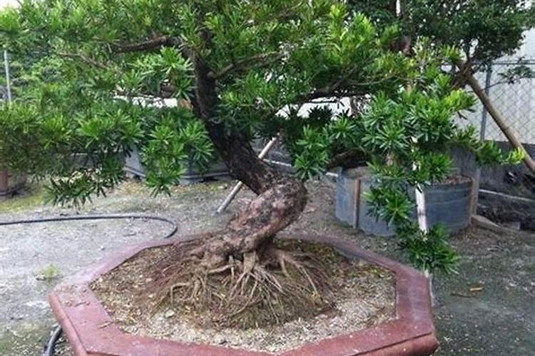 西瓜什么时候施肥 西瓜哪个时候施肥