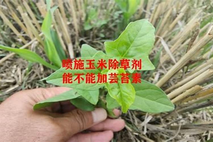 小麦除草剂能和芸苔素混用吗