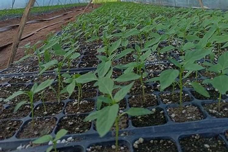 什么是鱼蛋白肥料,鱼蛋白肥料作用及使用方法