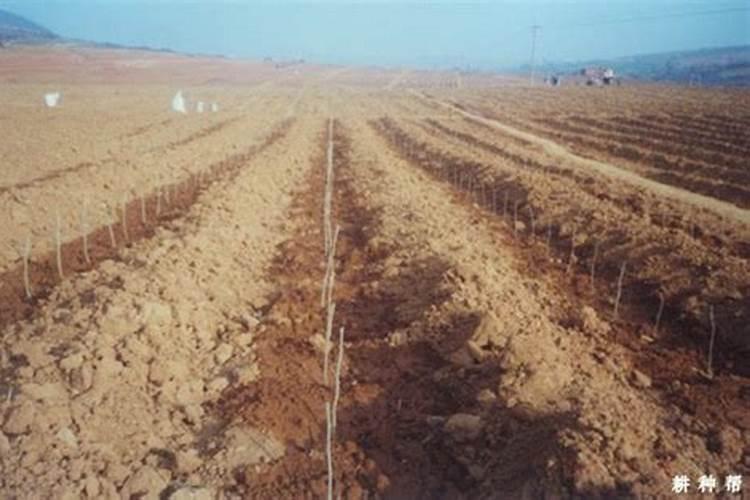 桑葚树怎么施肥