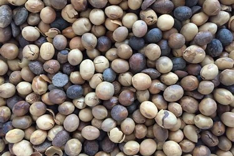 果汁阳台能用腐烂的黄豆施肥吗？