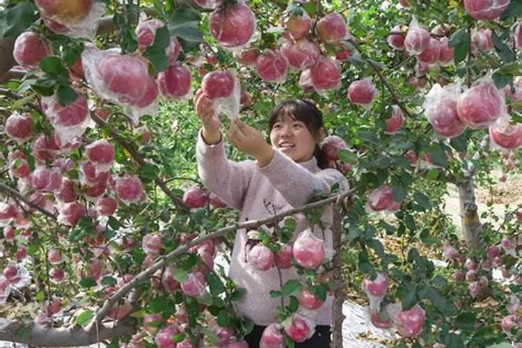 苹果结果时用什么肥料最好？环切可以吗？