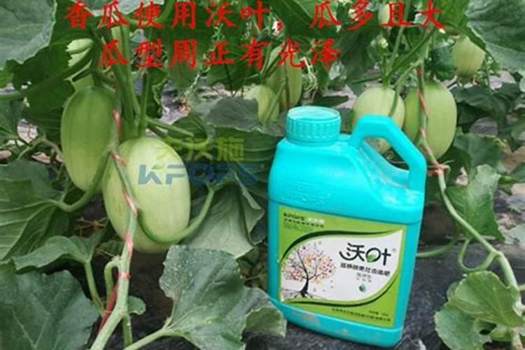 铁皮石斛用什么肥料好 施肥方法有哪些