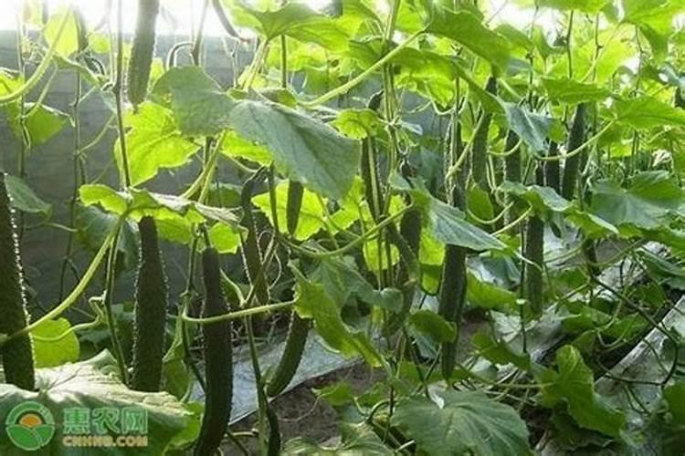 大棚黄瓜高效施肥技术？应注意什么？