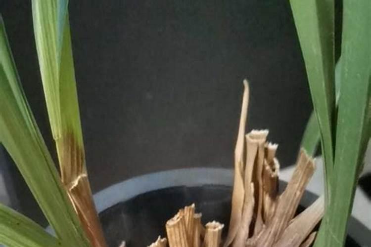兰花如何正确使用叶面肥？