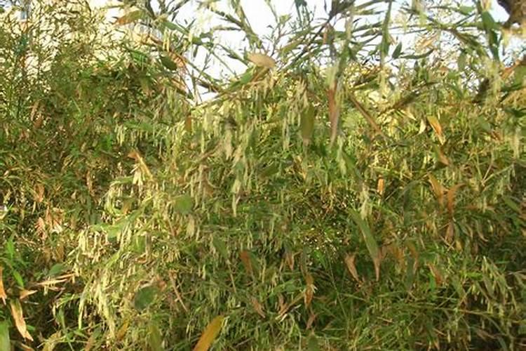 钾肥对植物的作用