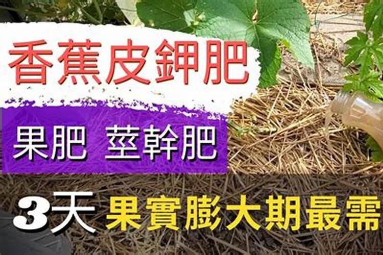 黄叶一喷绿怎么用