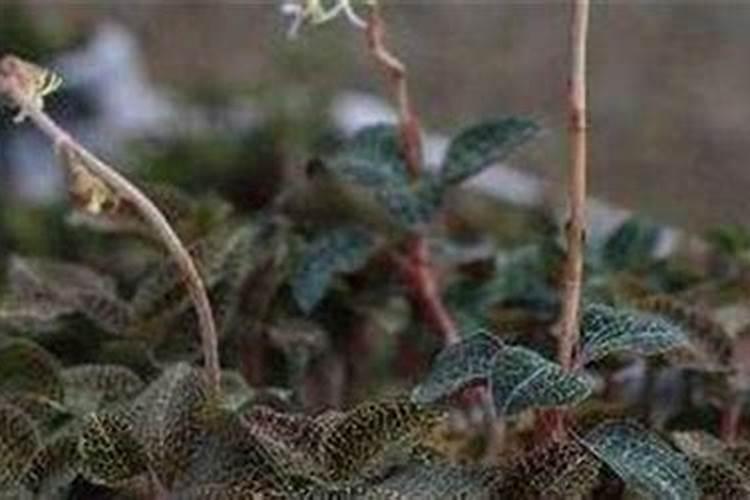 金线莲养植的注意事项,6个步骤教你养出满室金线莲