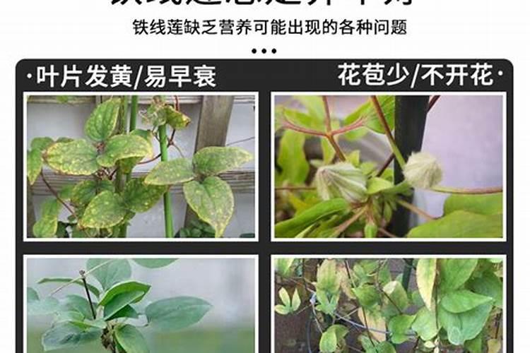 种金线莲要用什么肥好